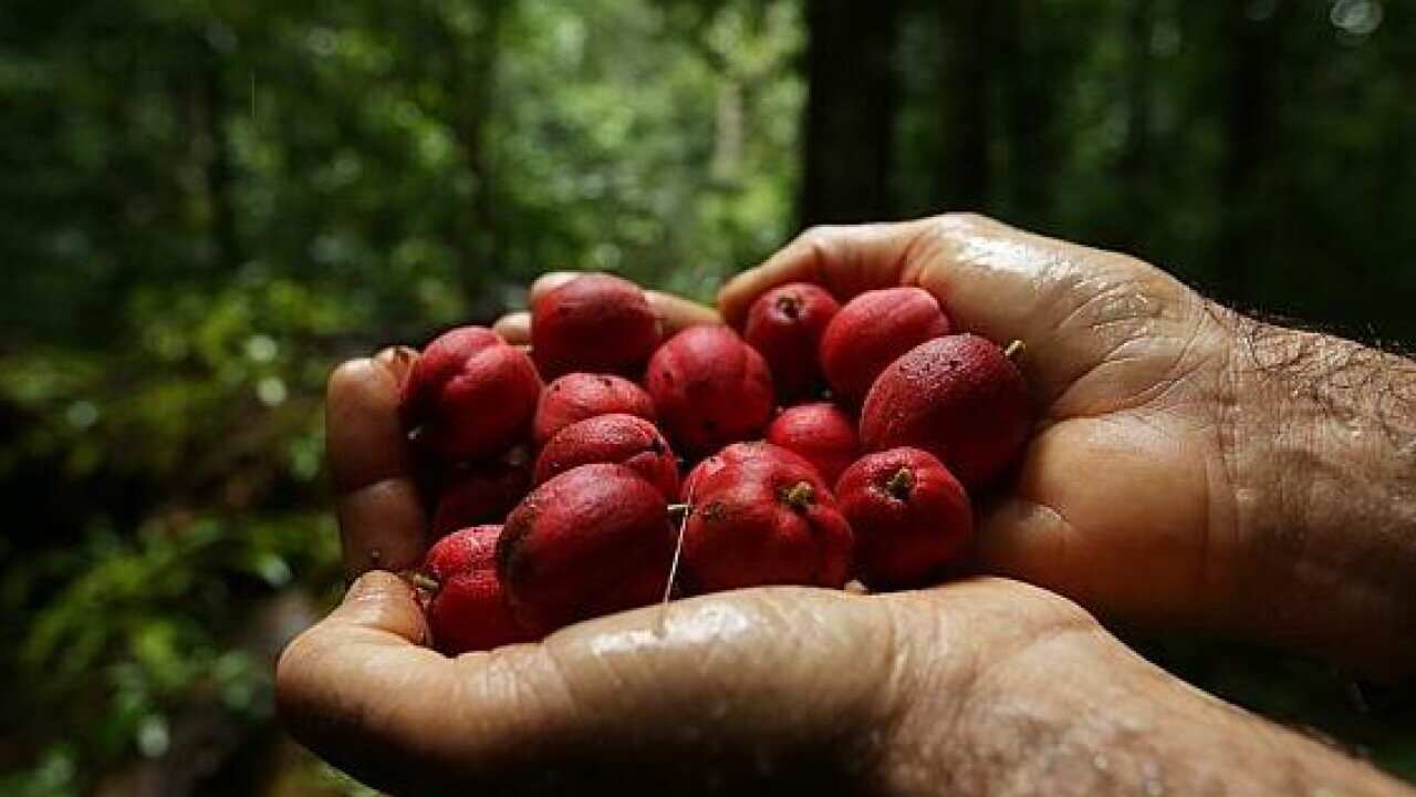 Assimilation Fruit Example Are our Indigenous Sciences at risk of Assimilation? | SBS NITV