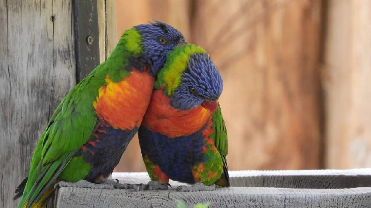A pair of Lori Mountain Parrots