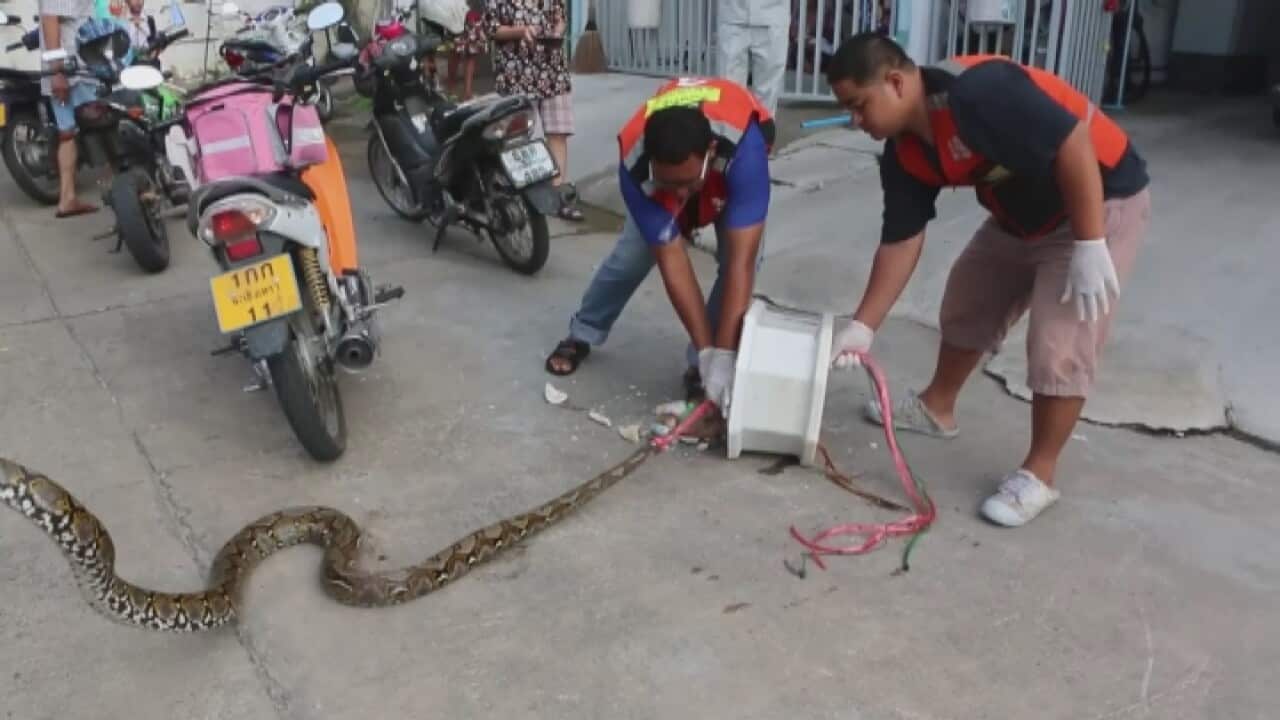 The snake was released after being removed from the toilet using hammers to break the piping.