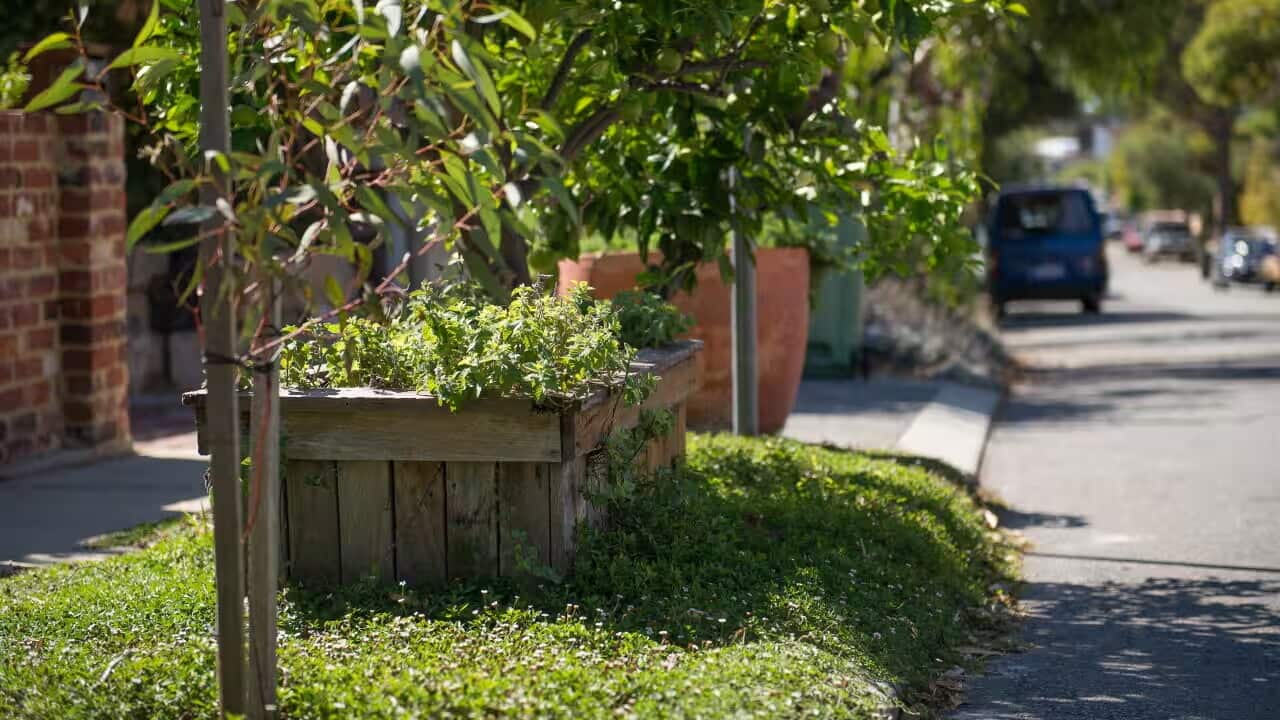 A verge garden in Freemantle, WA.jpg