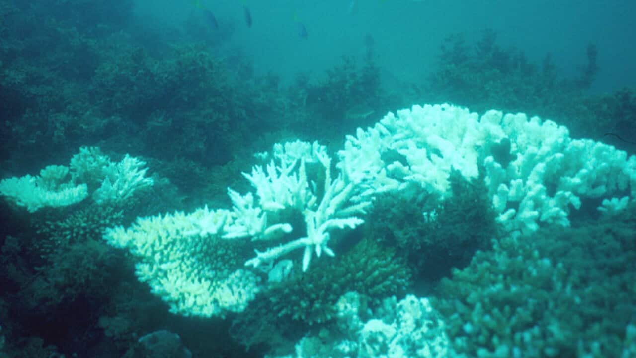 Coralbleaching_Getty_166994817