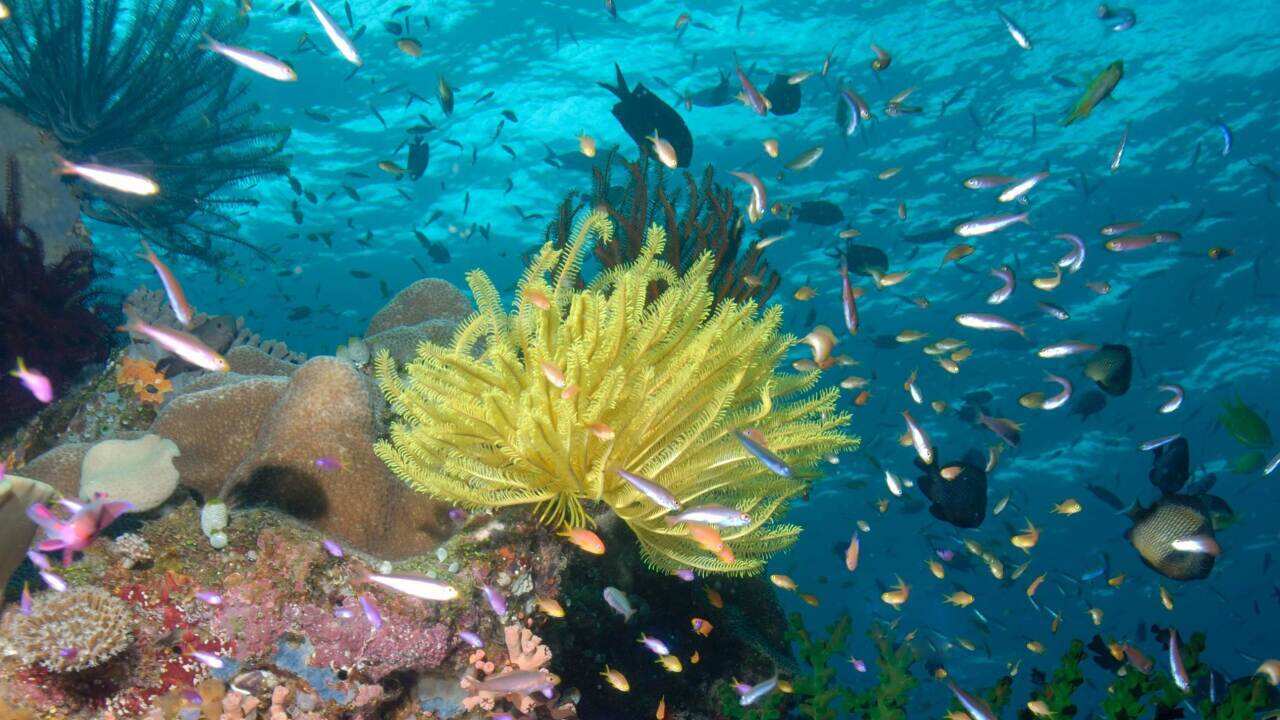 Great Barrier Reef - AAP-1.jpg