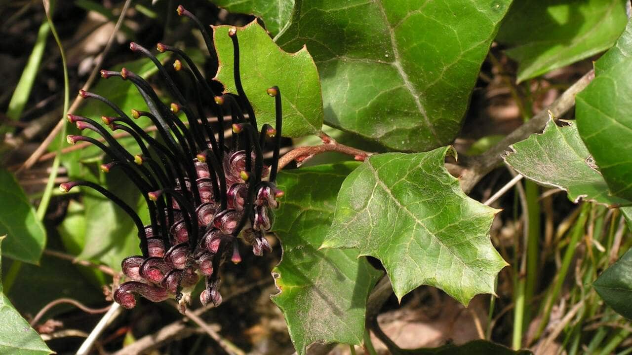 A black grevillea