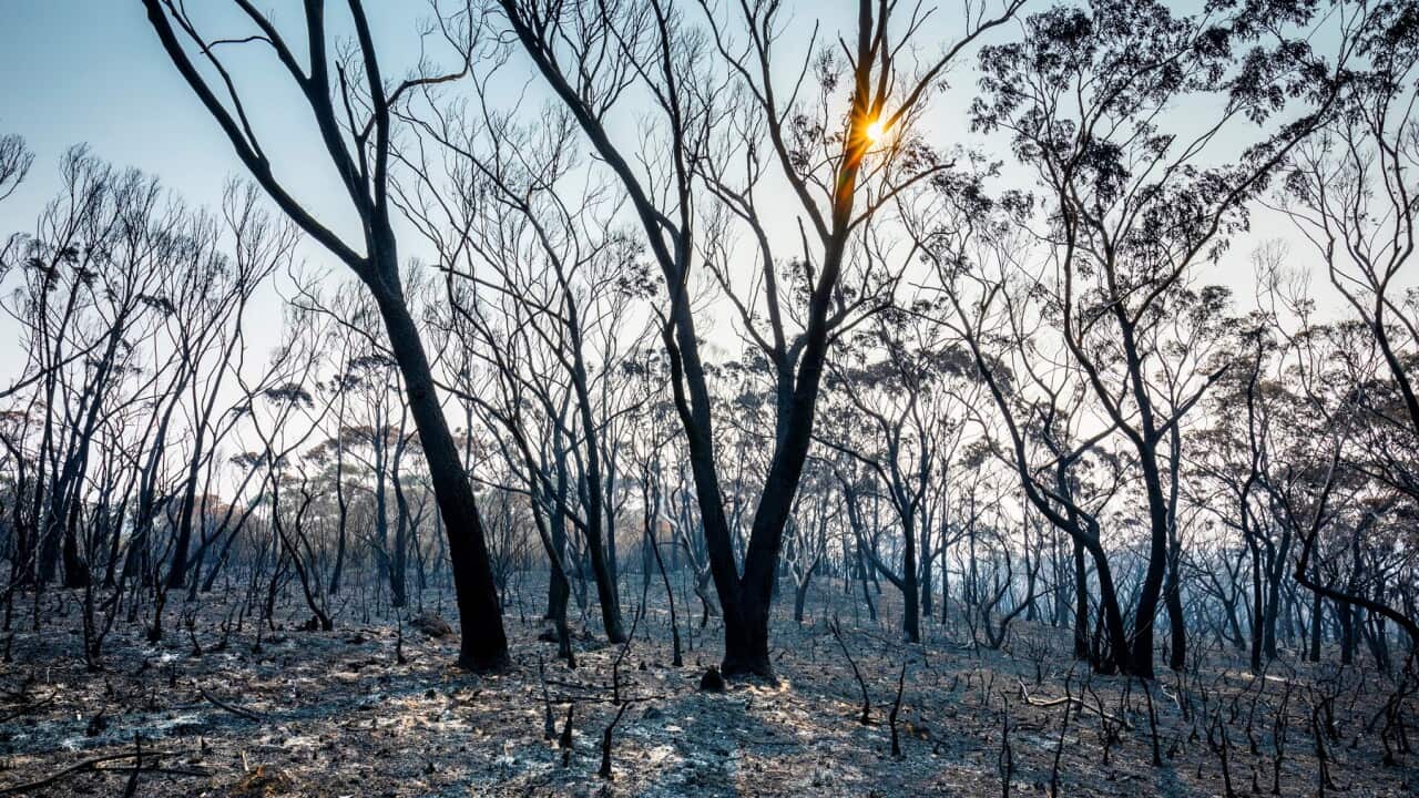 Australian bushfire