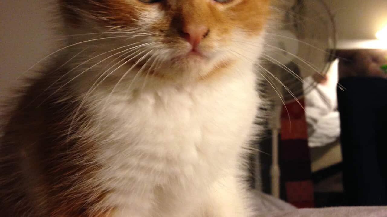 Doctors Rudely Warn Public Not to Snuggle Kittens