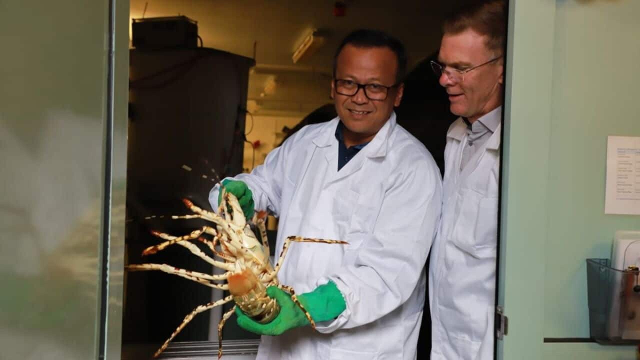 Edhy Prabowo holds lobster in Tasmania, Australia.