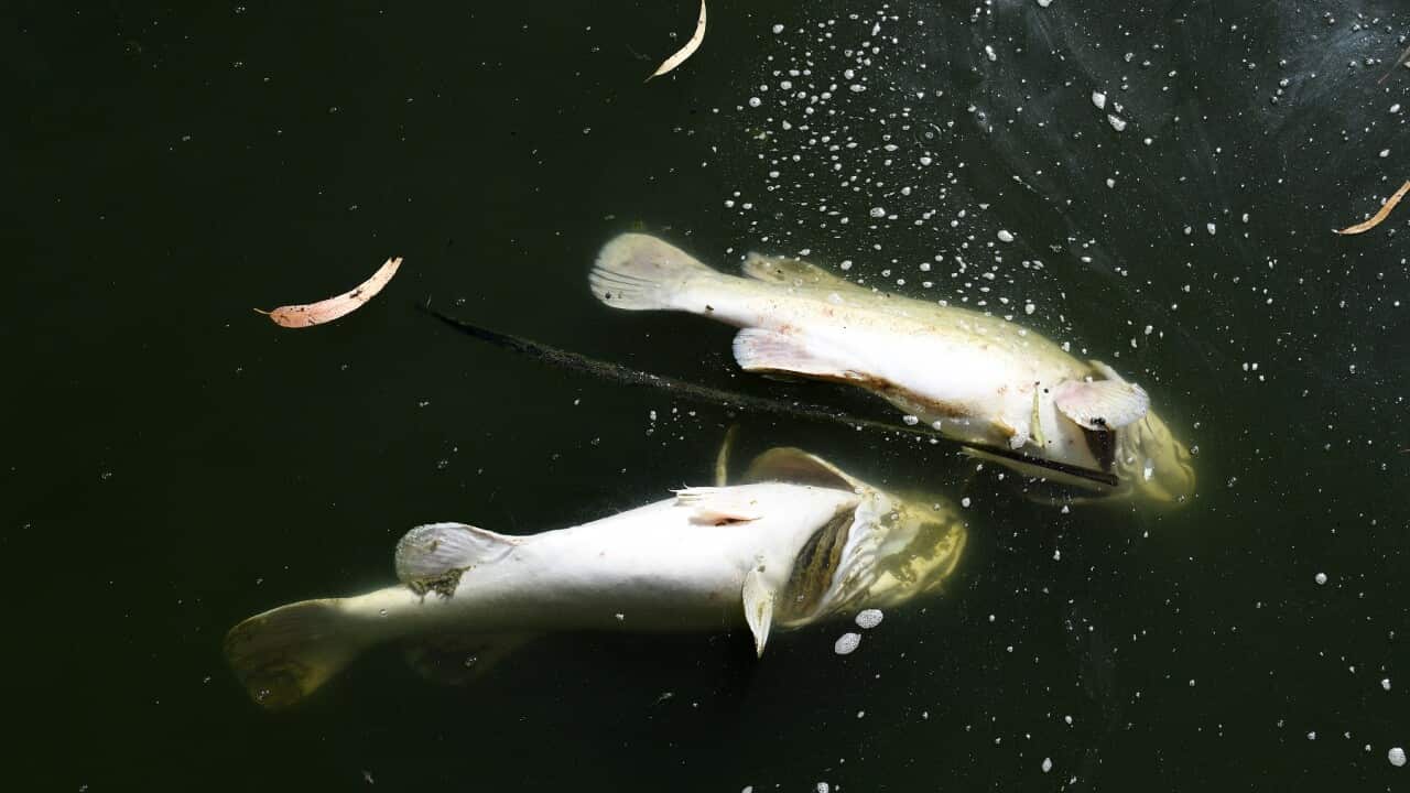 MENINDEE POONCARIE DROUGHT FEATURE