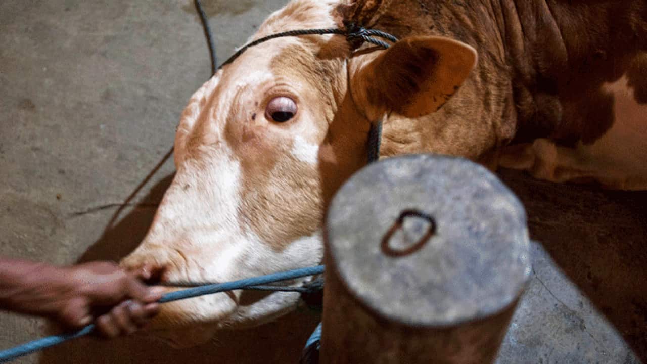 indonesia_cattle_110610_B_getty_1976129821
