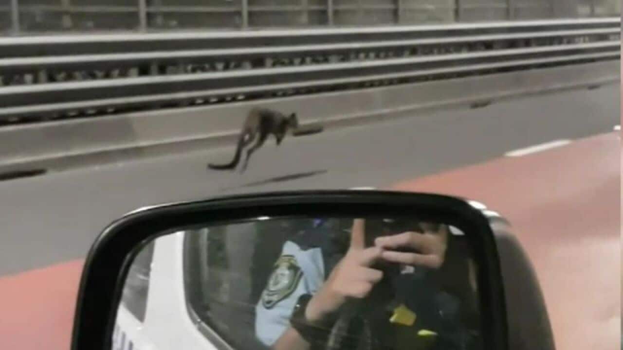 A wallaby was spotted on Sydney Harbour Bridge.