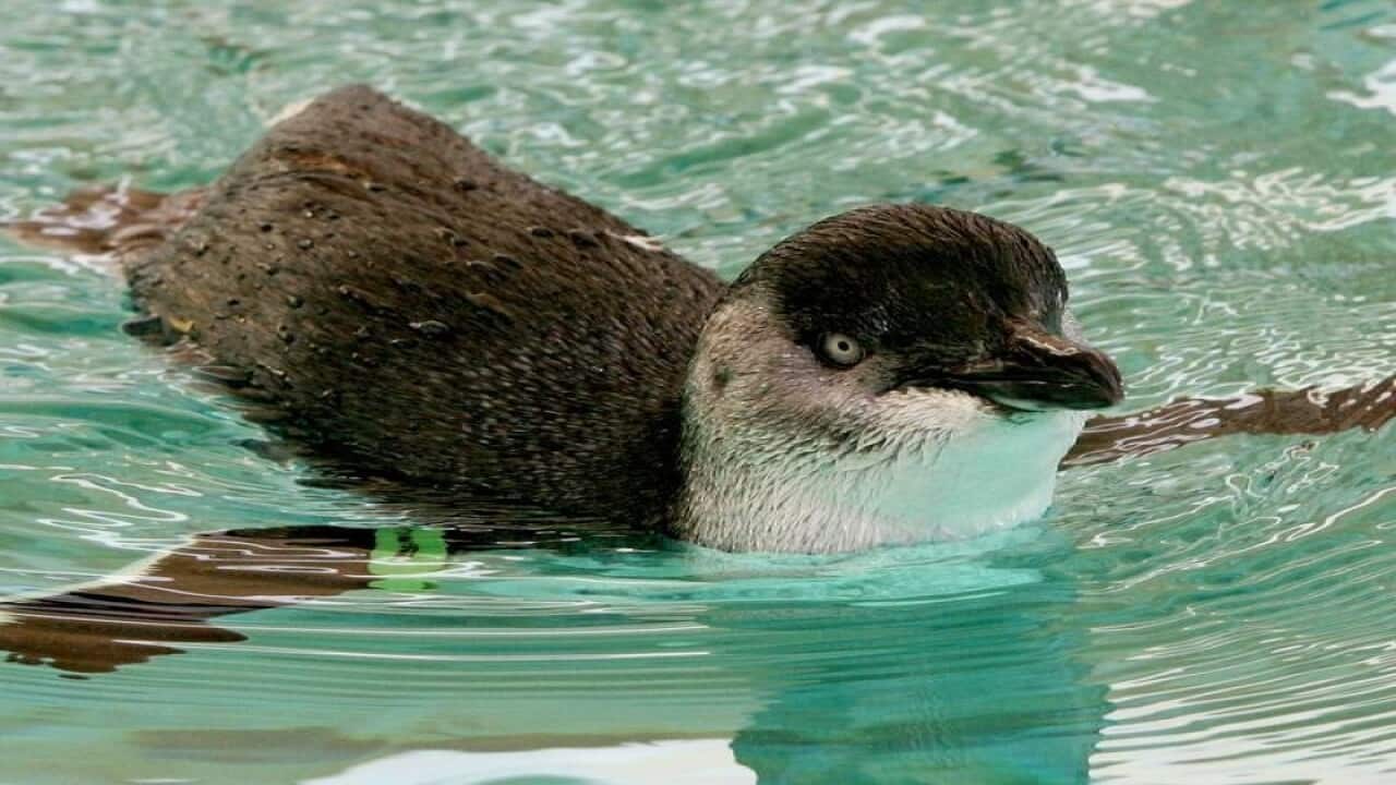 Fairy penguin