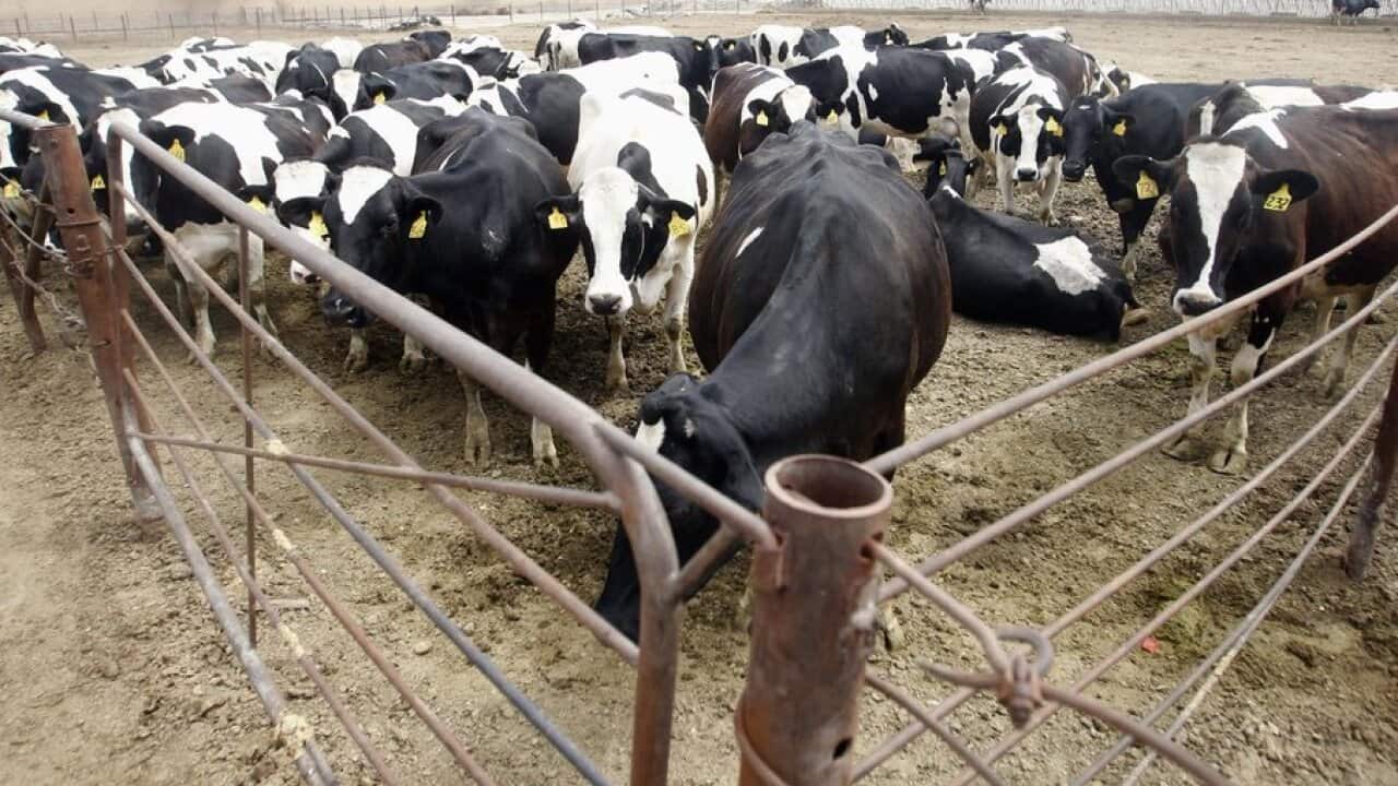 Dairy cows in Chino, California.
