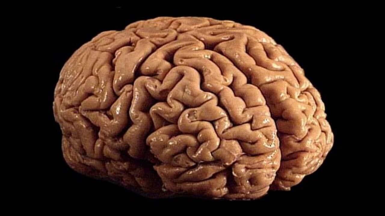 Human Brain