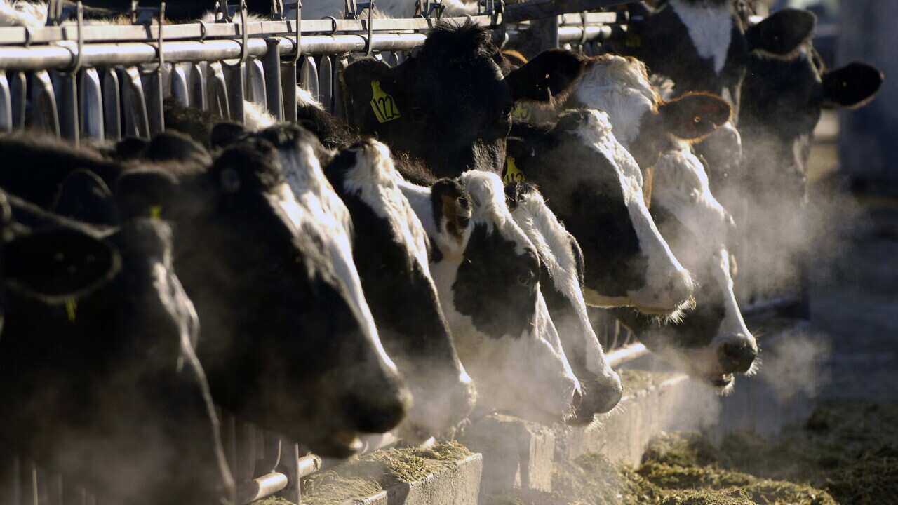Bird Flu-Food Safety