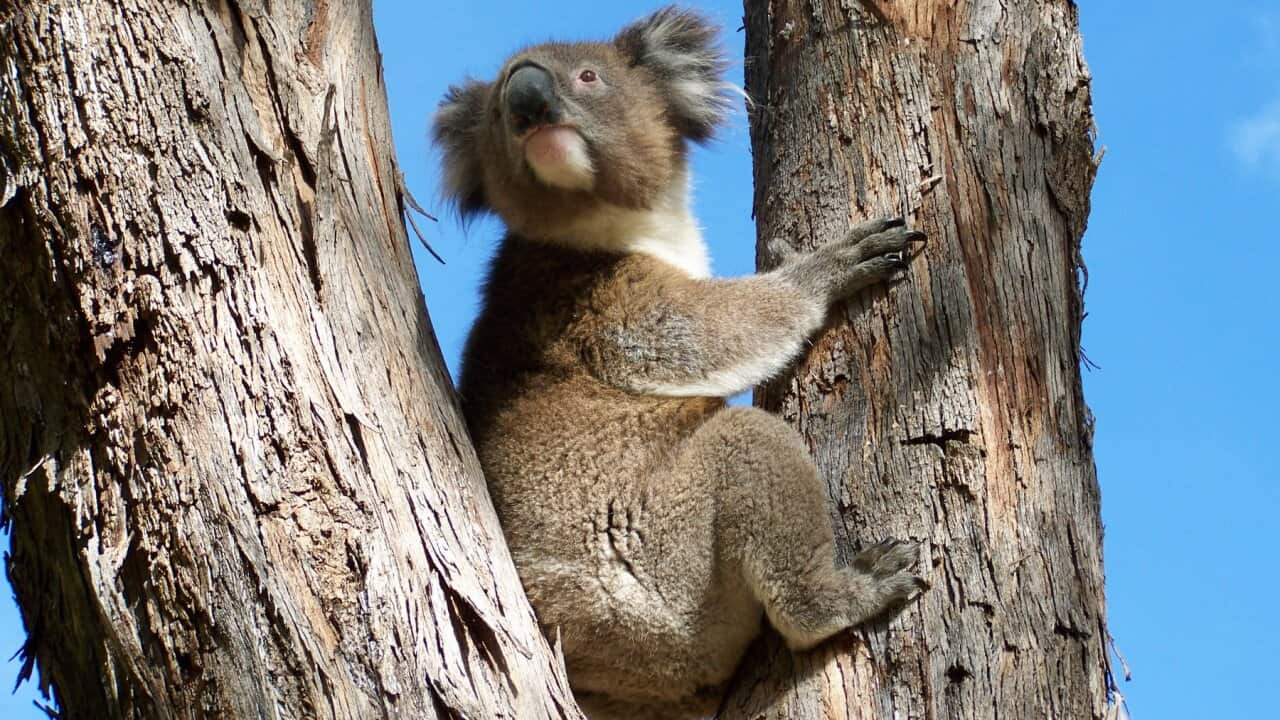 Koala