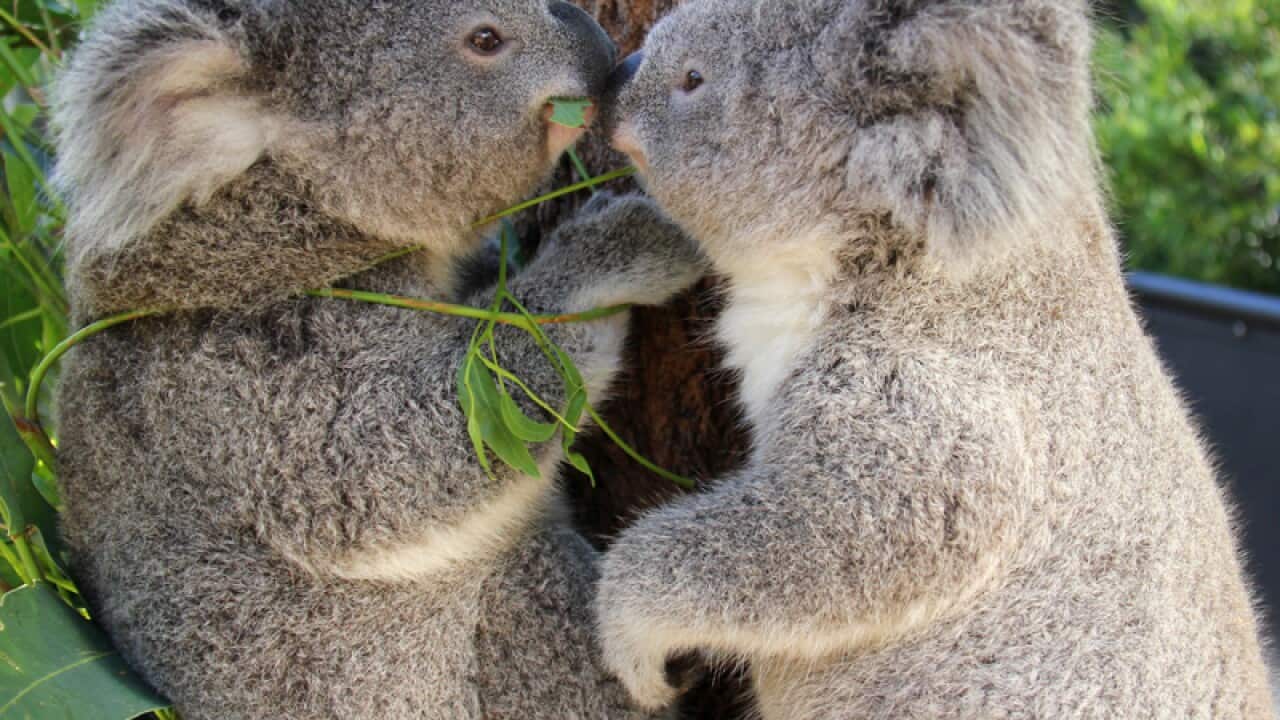 Koala joeys at Taronga Zoo