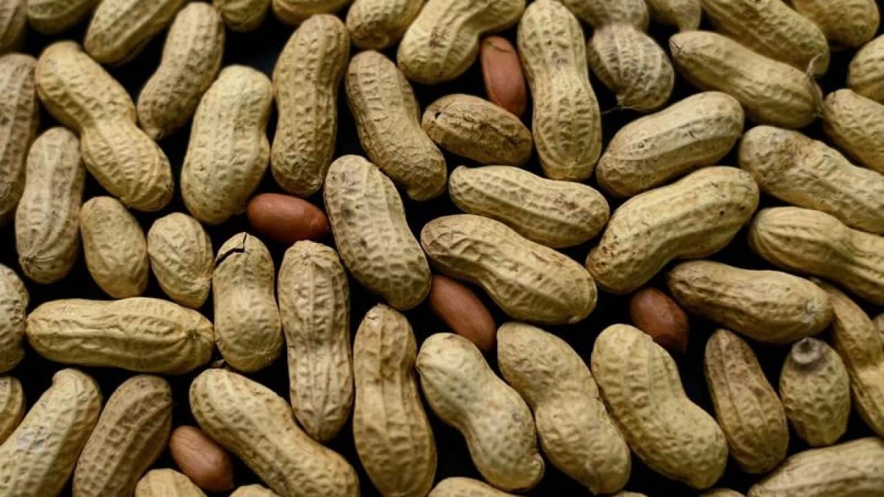Peanuts allergy drug.
