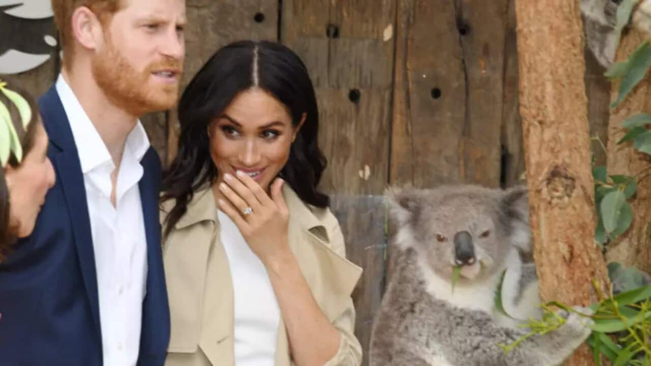Harry and Meghan meet koalas at Taronga Zoo.CREDIT: