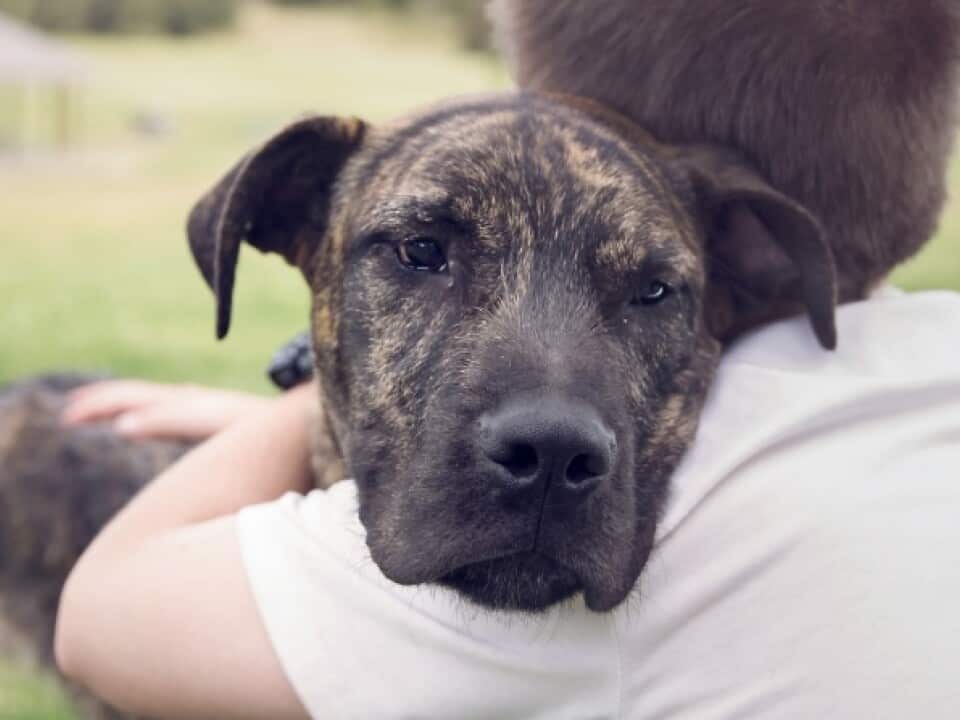 Family law reforms for pets