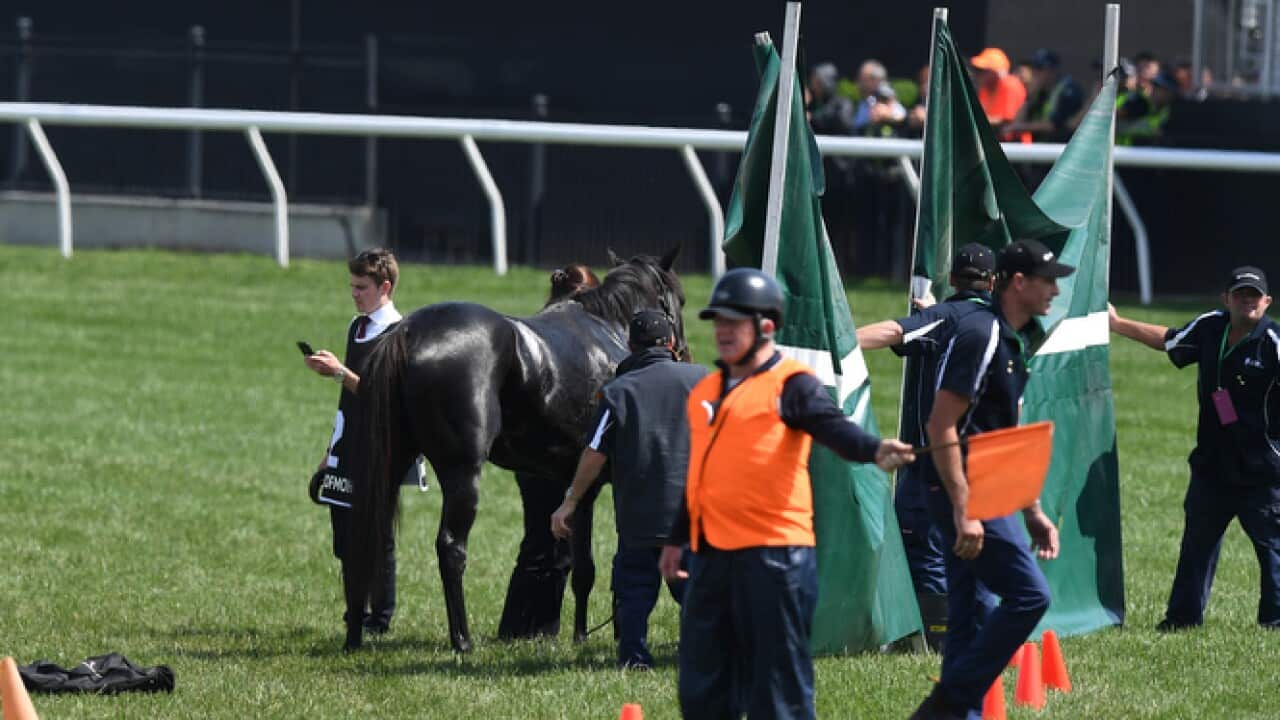 Track staff erect a screen around The Cliffsofmoher before he was put down