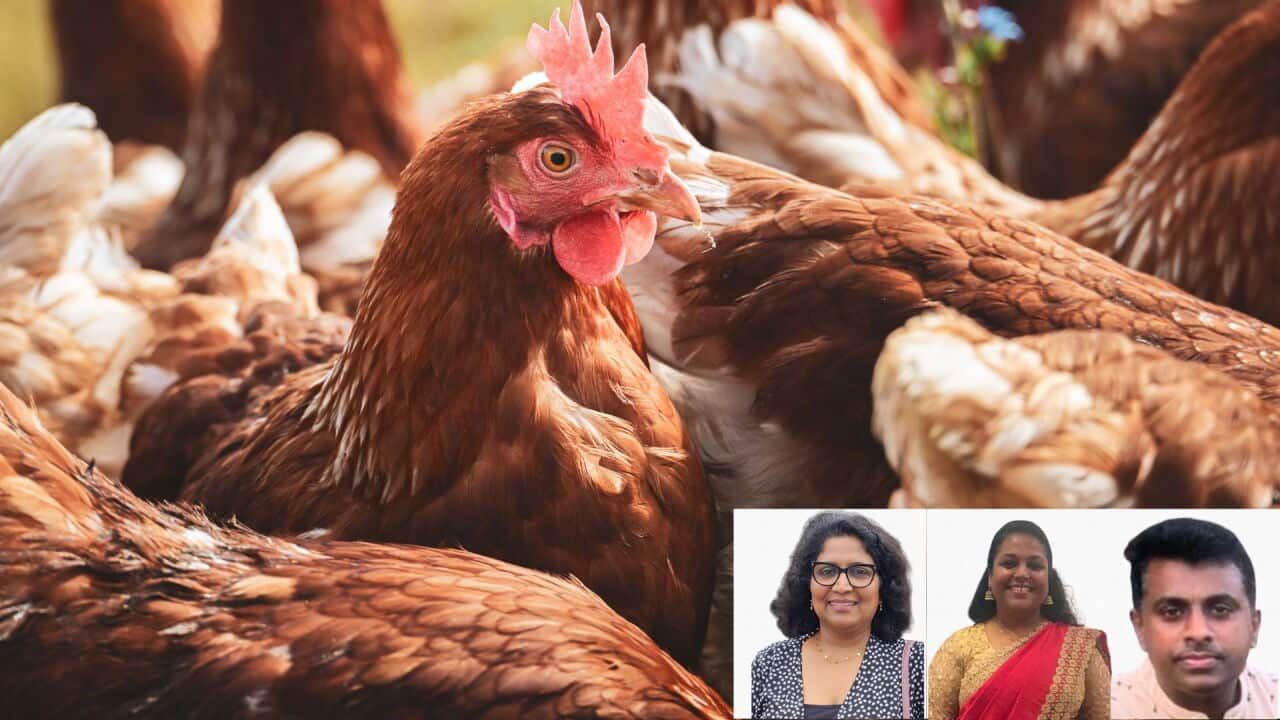 SBS Malayalam.jpg