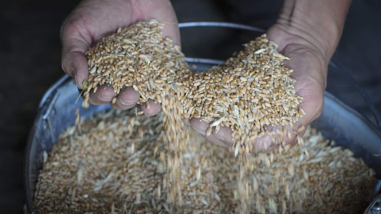Wheat in the village of Ptyche in eastern Donetsk region, Ukraine