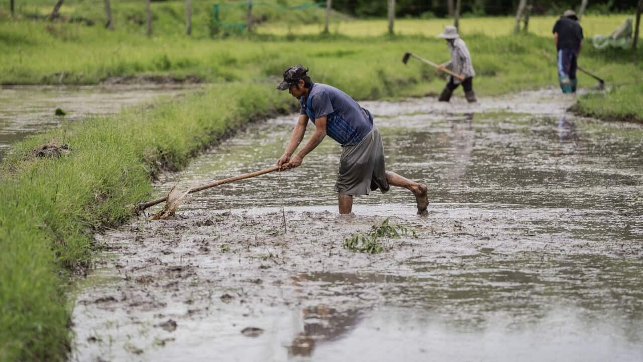 Rice planting season in Mae Win, Thailand - 02 Jul 2025