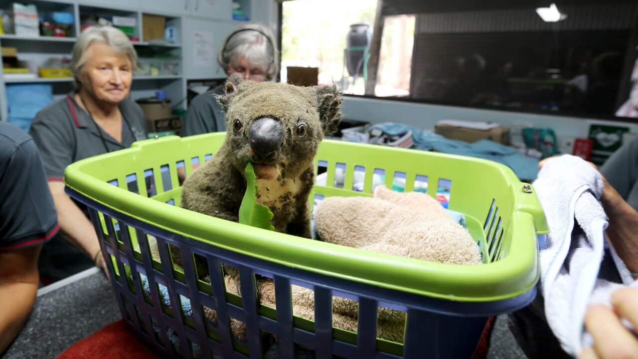 Paul the koala at the Port Macquarie Koala Hospital, which has received more than $3.7 million in GoFundMe donations
