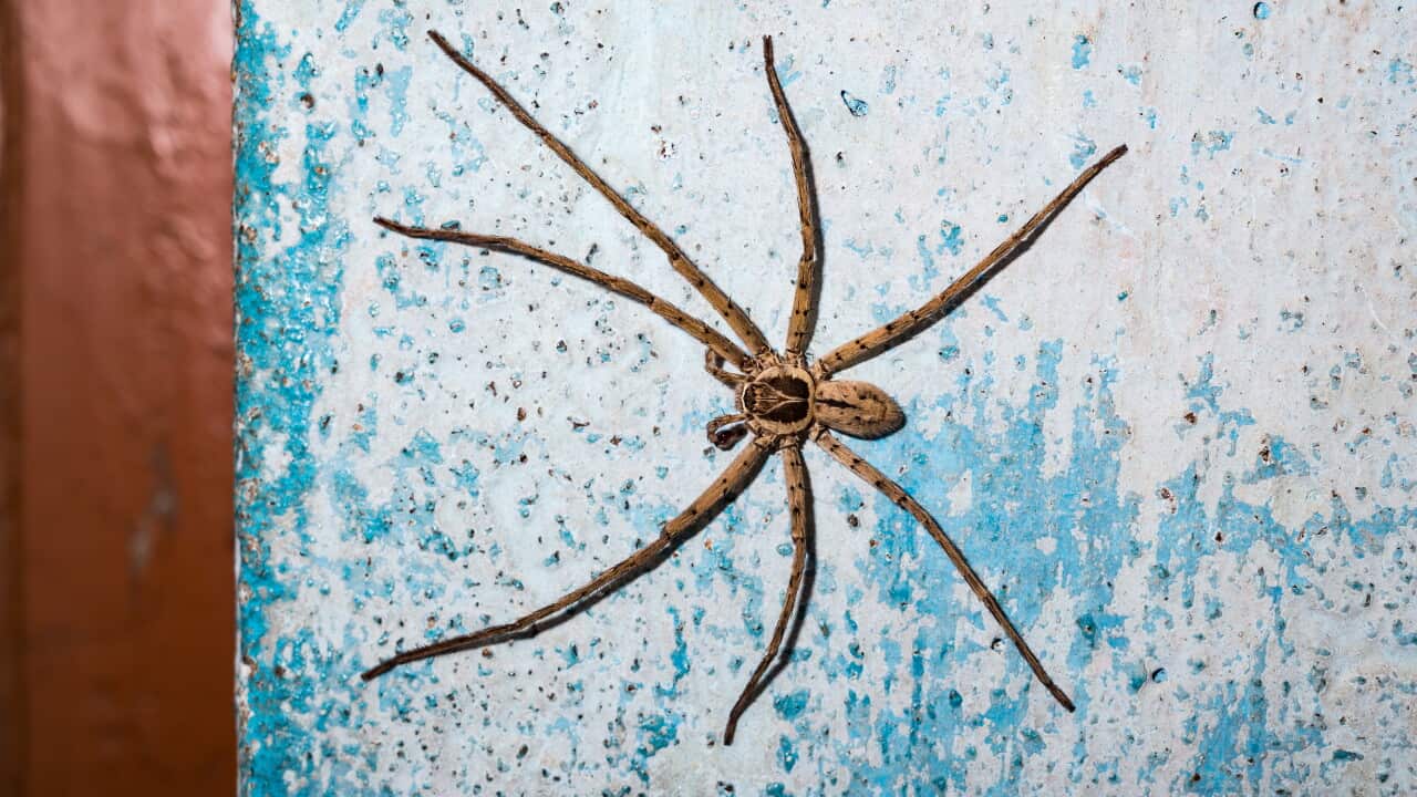 Huntsman Spider