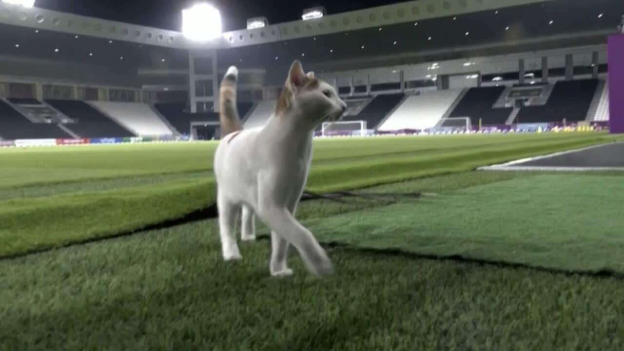 A white and grey cat struts in front of stadium benches