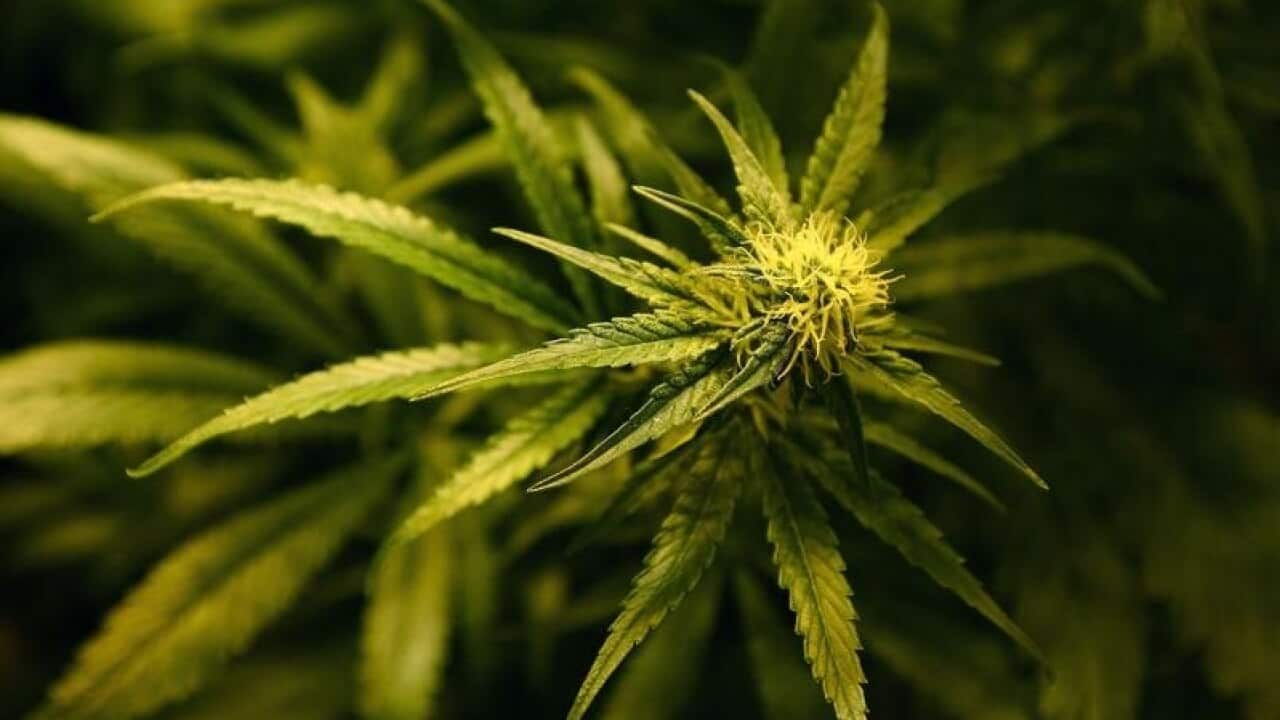 Queensland has axed state-based approvals for patients to obtain medicinal cannabis. (AAP)