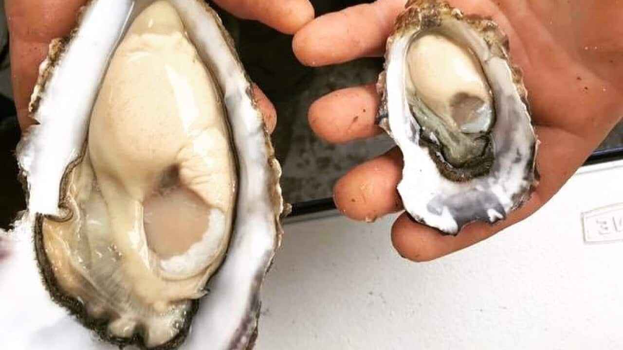 Tasouth oyster jumbo v small