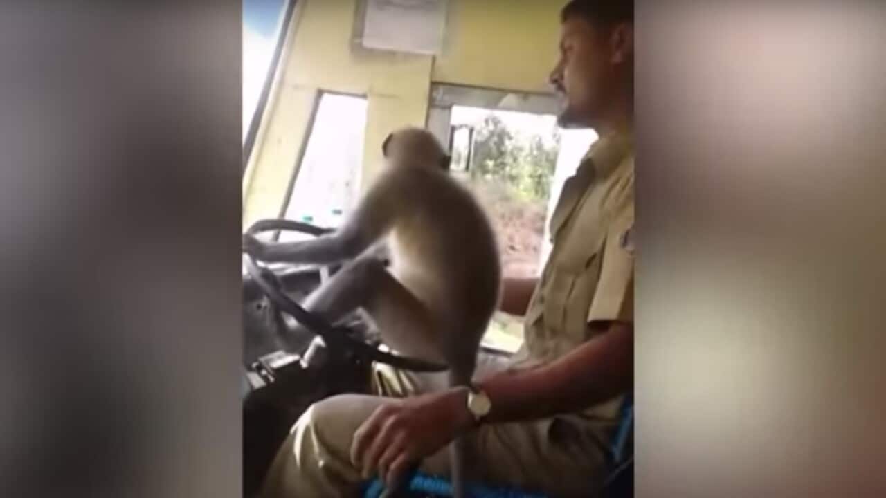A screenshot of the long-tailed langur monkey behind the wheel of the bus