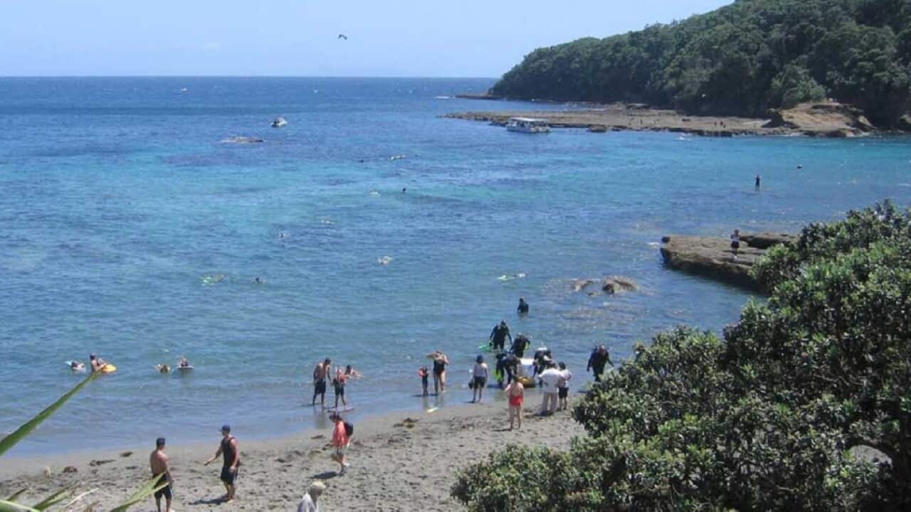 Goat Island marine reserve, New Zealand