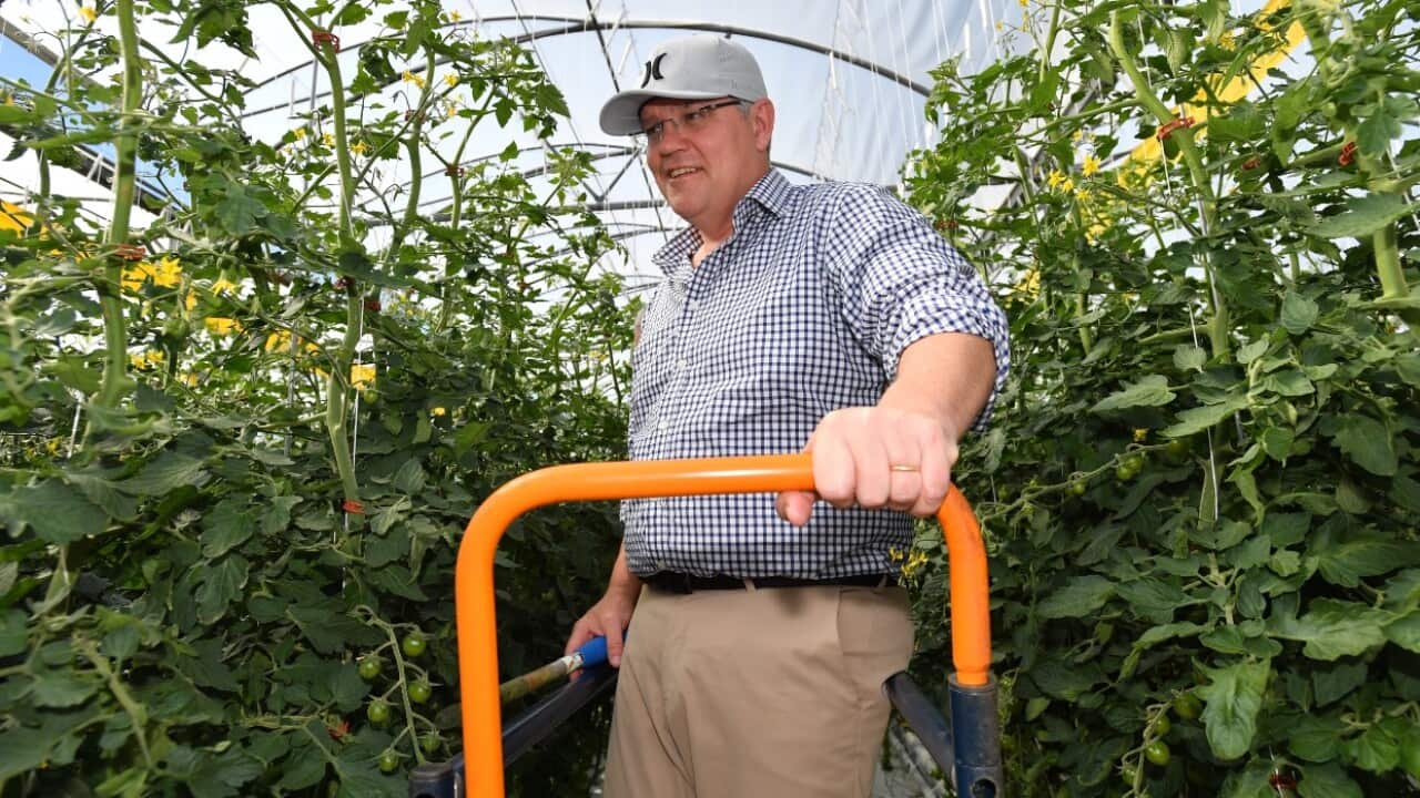 Prime Minister Scott Morrison during a visit to Aquasun Produce in Murray Bridge, South Australia, Saturday, October 13, 2018.