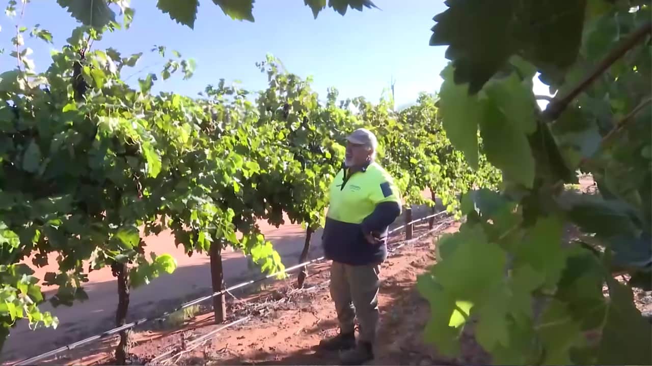 Grower Jim Giahgias says his grapes are nearly worthless despite being a good crop (SBS).png