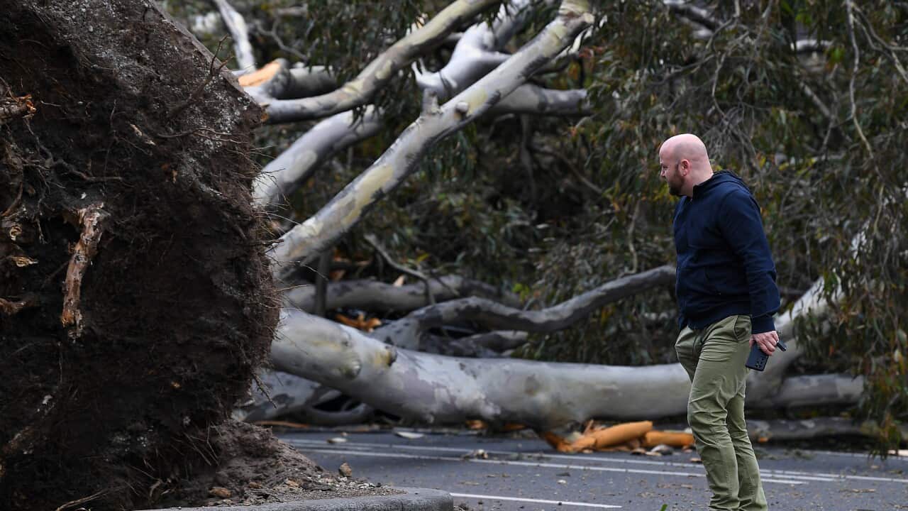 A man is seen walking past a fallen tree in West Melbourne, Friday, October 29, 2021. Thousands of Victorians have woken without power after thunderstorms and wild winds lashed the state overnight. (AAP Image/James Ross) NO ARCHIVING