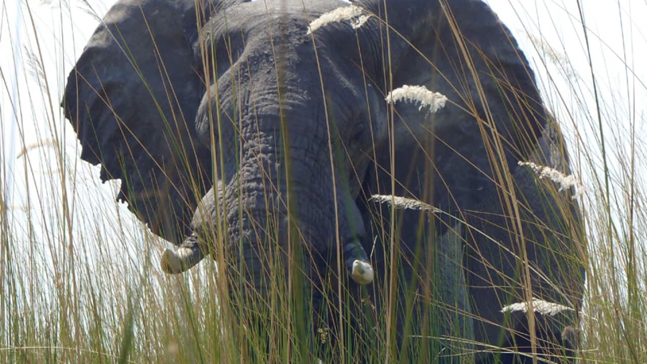 an elephant