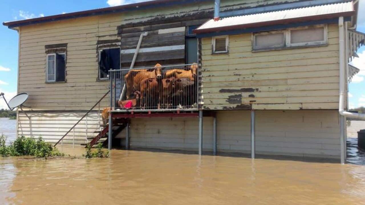 Budget disaster funds misplaced: insurers