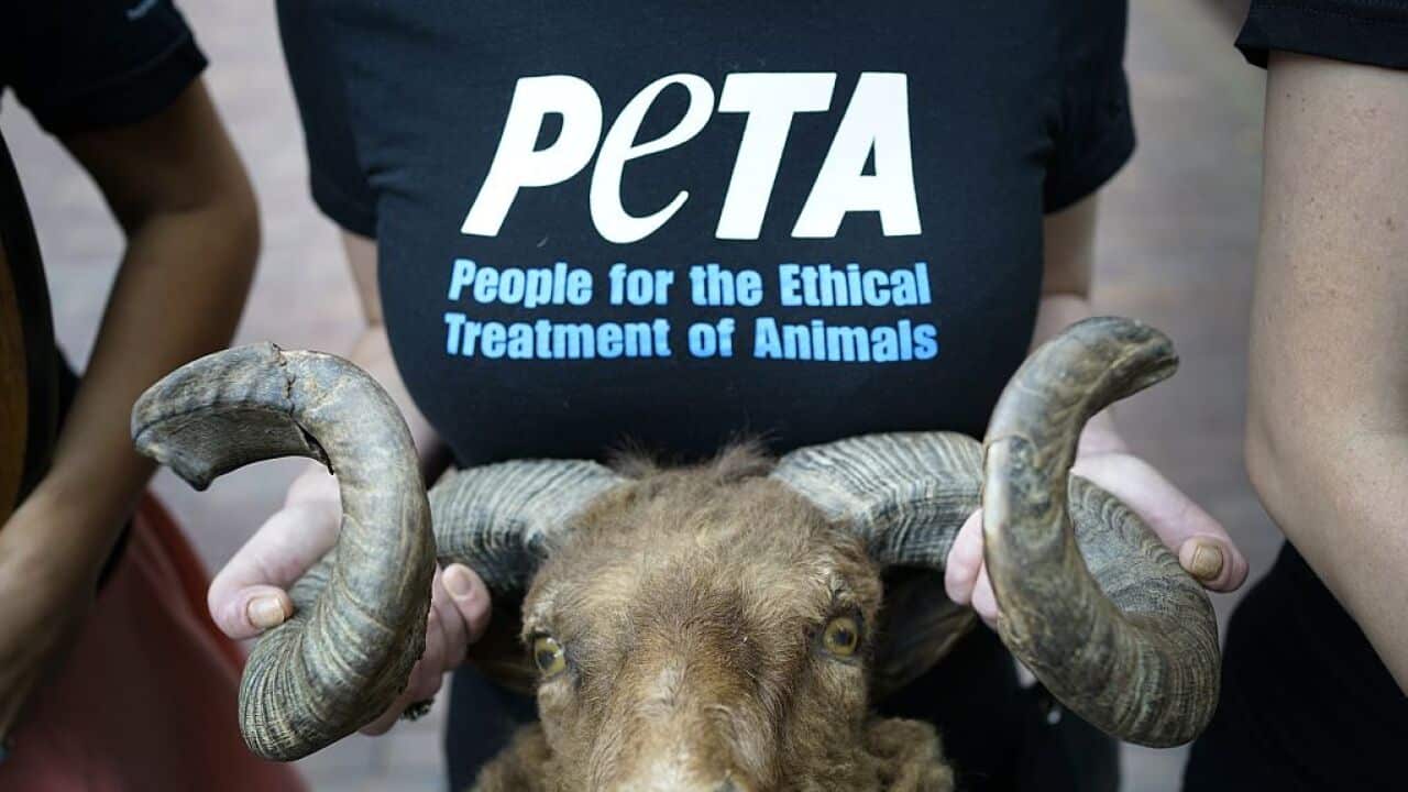 PETA has named Naruto the Indonesian monkey at the centre of a copyright selfie court case as 'Person of the Year'.
