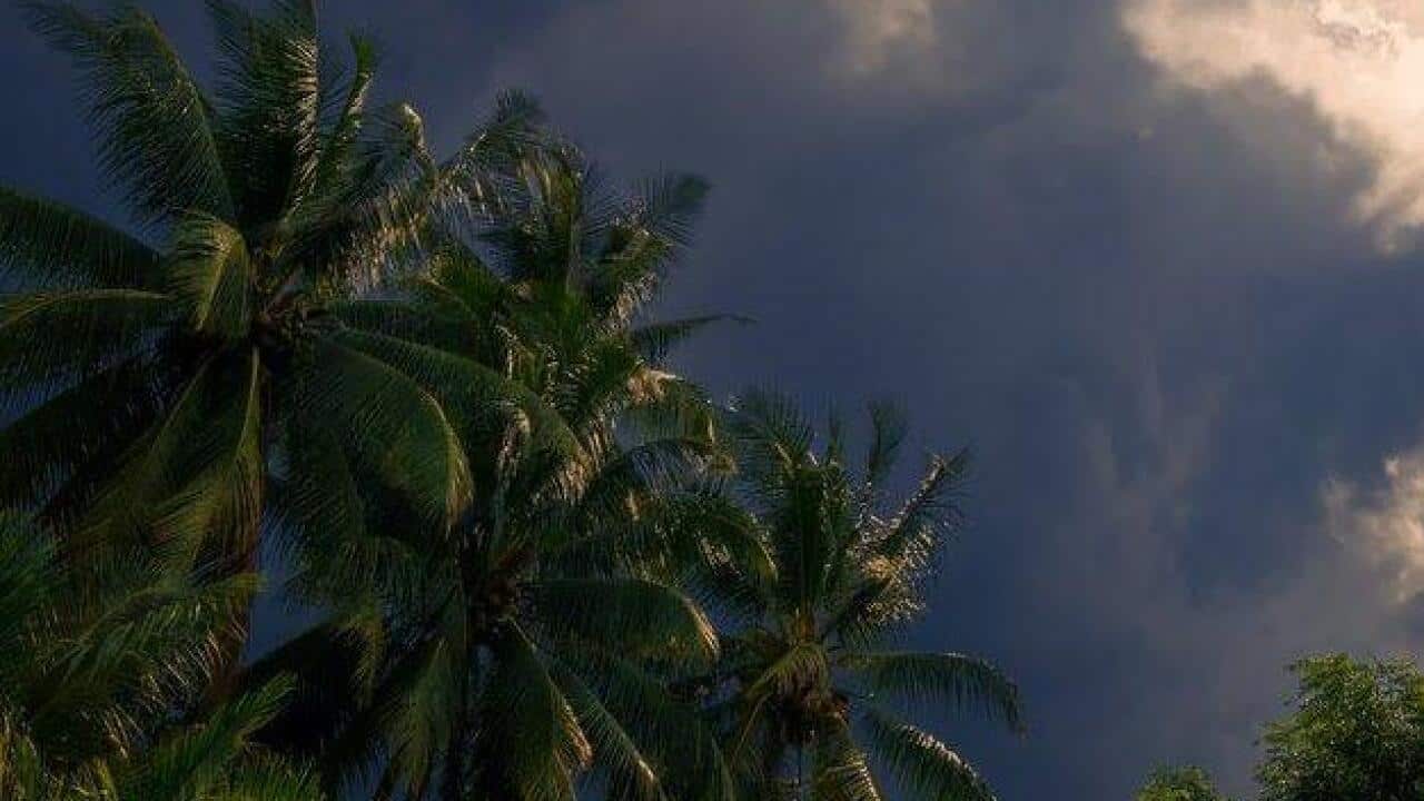 Palm trees