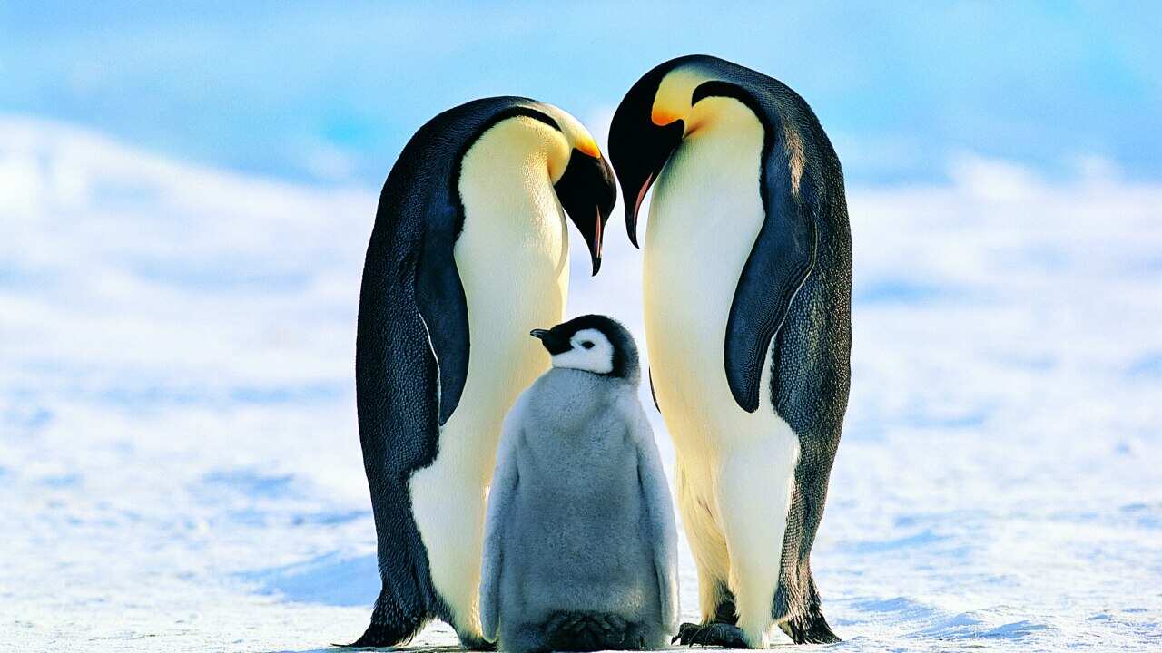 Penguins