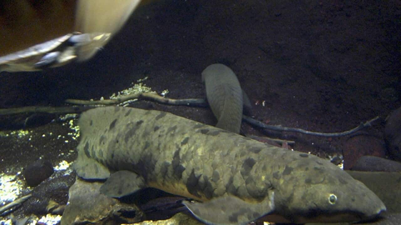 An Australian lungfish at the Shedd Aquarium in Chicago