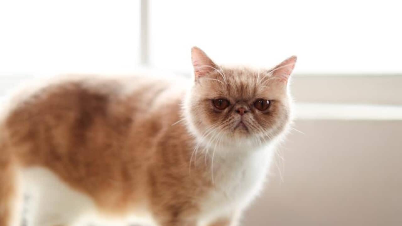 A cat model