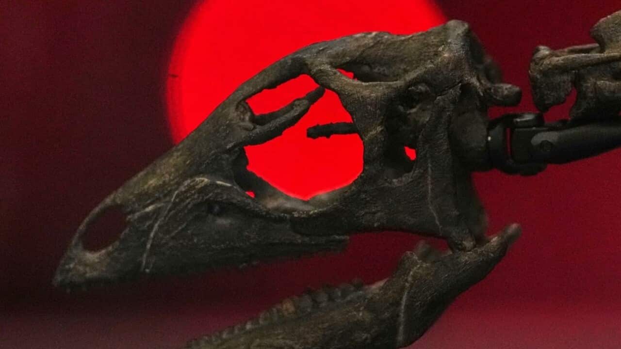 The skeleton of an Enigmacursor, a two-legged herbivore dinosaur, at the Natural History Museum in London (AAP).jpg