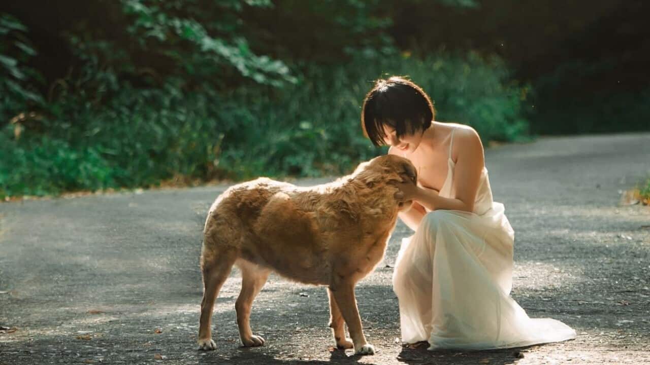 Adopting Pets Australia