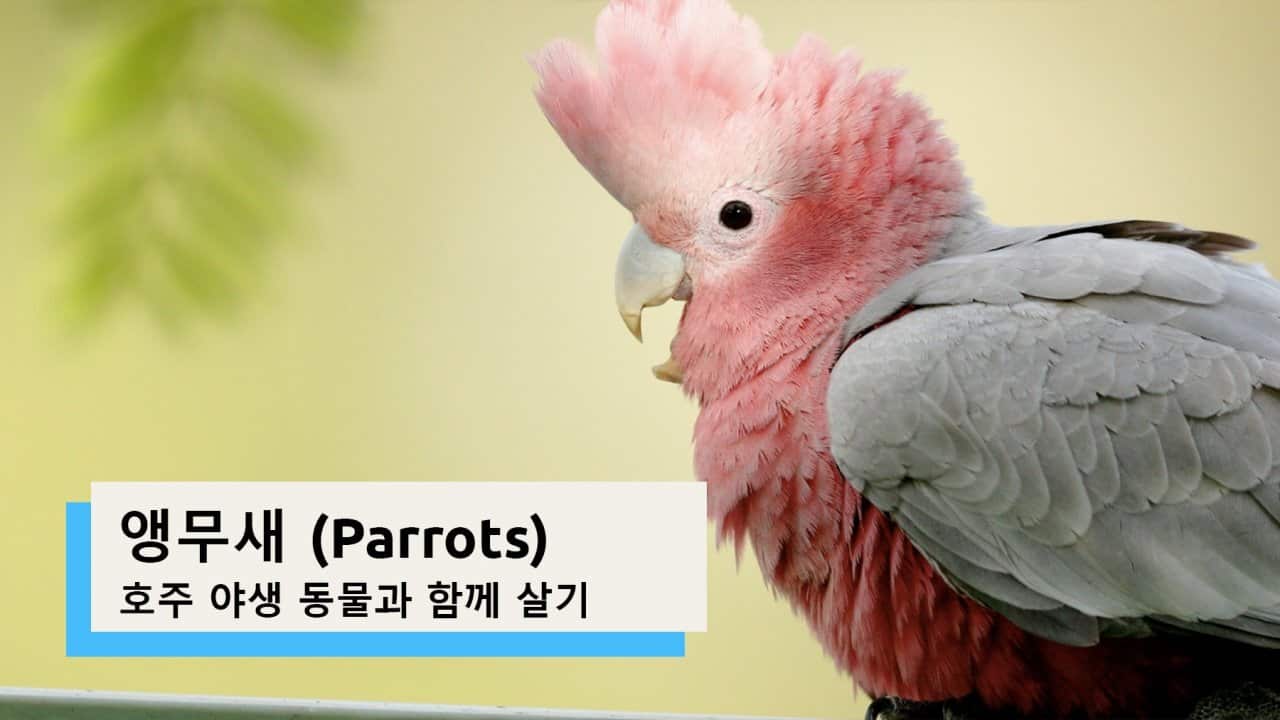 Parrots | Living with Aussie Wildlife (Korean)