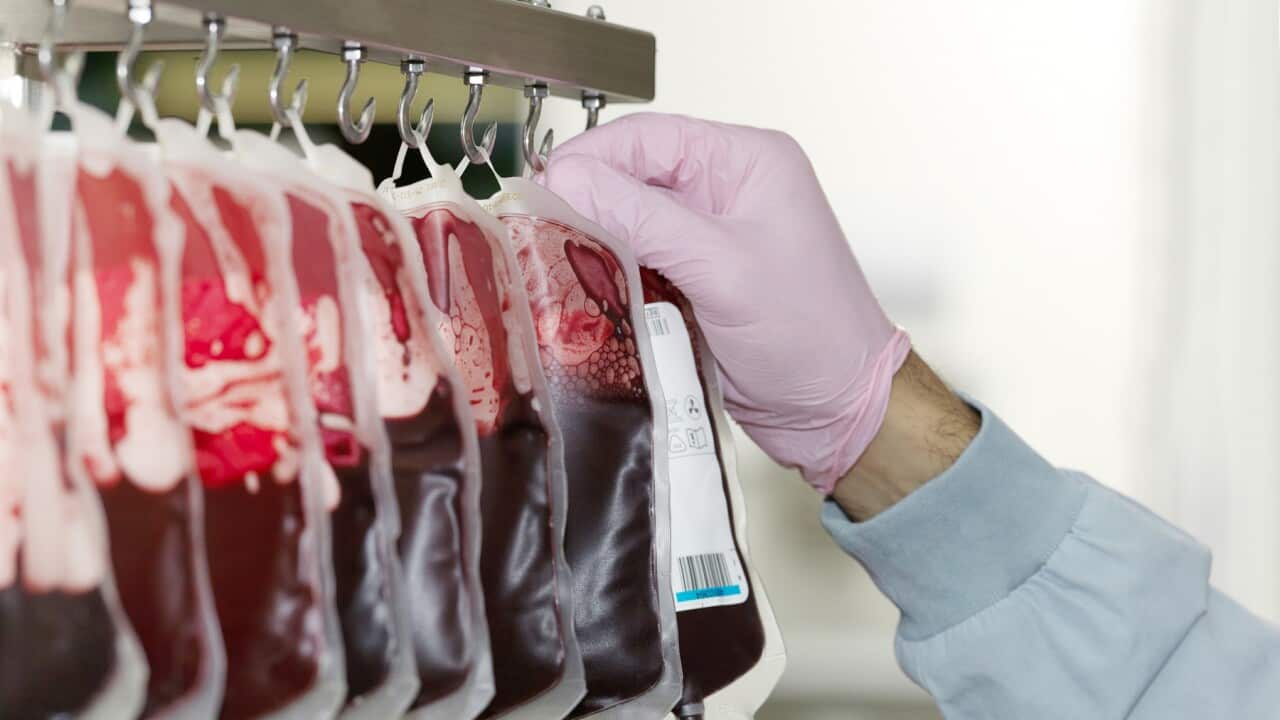 Bags of donated blood hanging in processing facility of blood bank