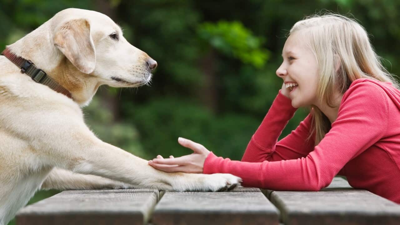 How to communicate with your pet