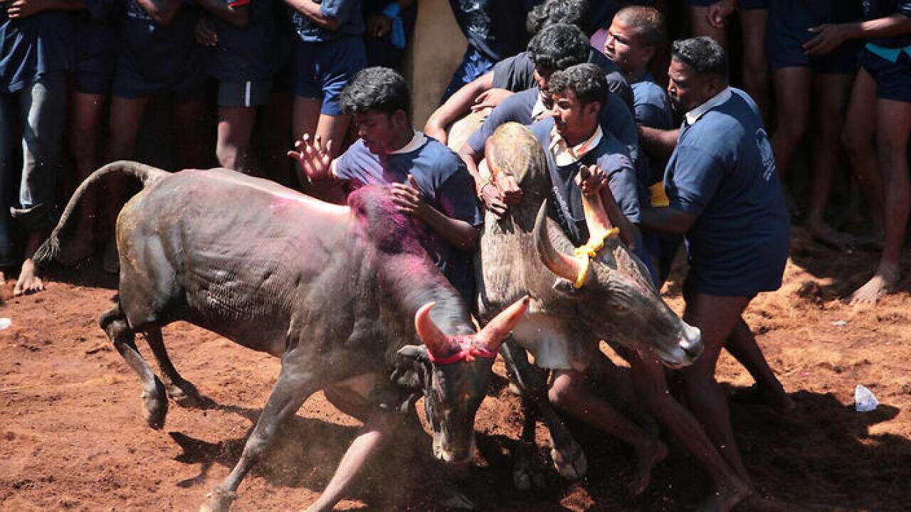 Participants pictured participating in the Jallikattu bull-wrestling festival in Tamil Nadu during Thai Pongal in 2008 - before the sport was banned in India (Getty - Palani Mohan © )