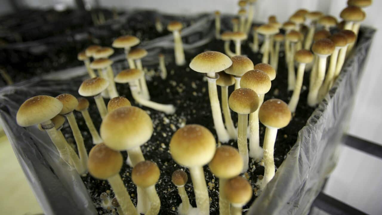 NETHERLANDS MAGIC MUSHROOMS